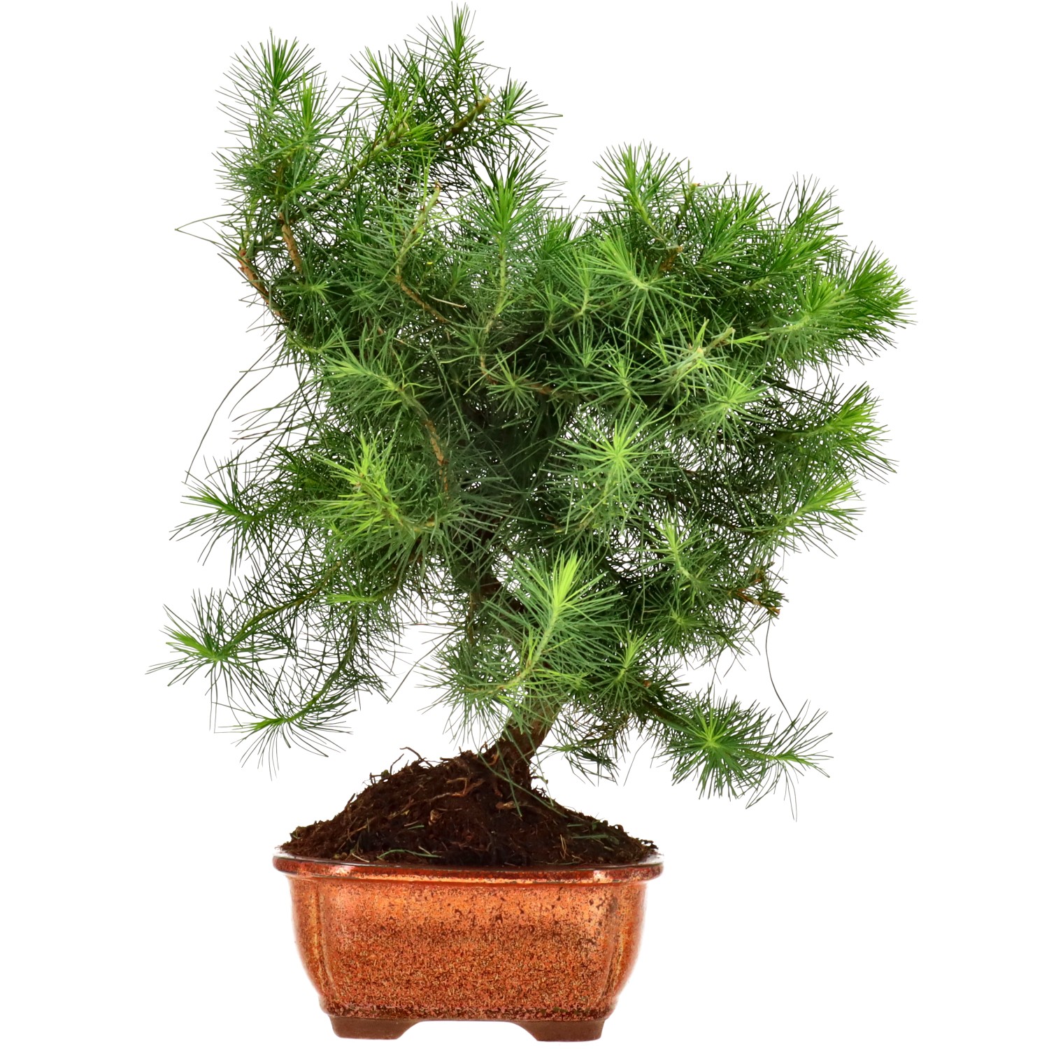 Pin d'Alep, env. 9 ans (32 cm)