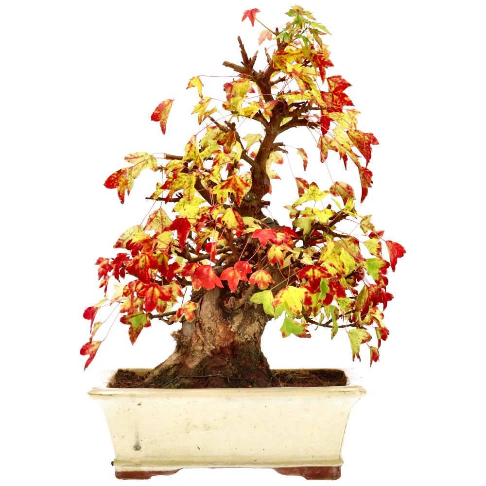 bonsai.fallbackImageTitle