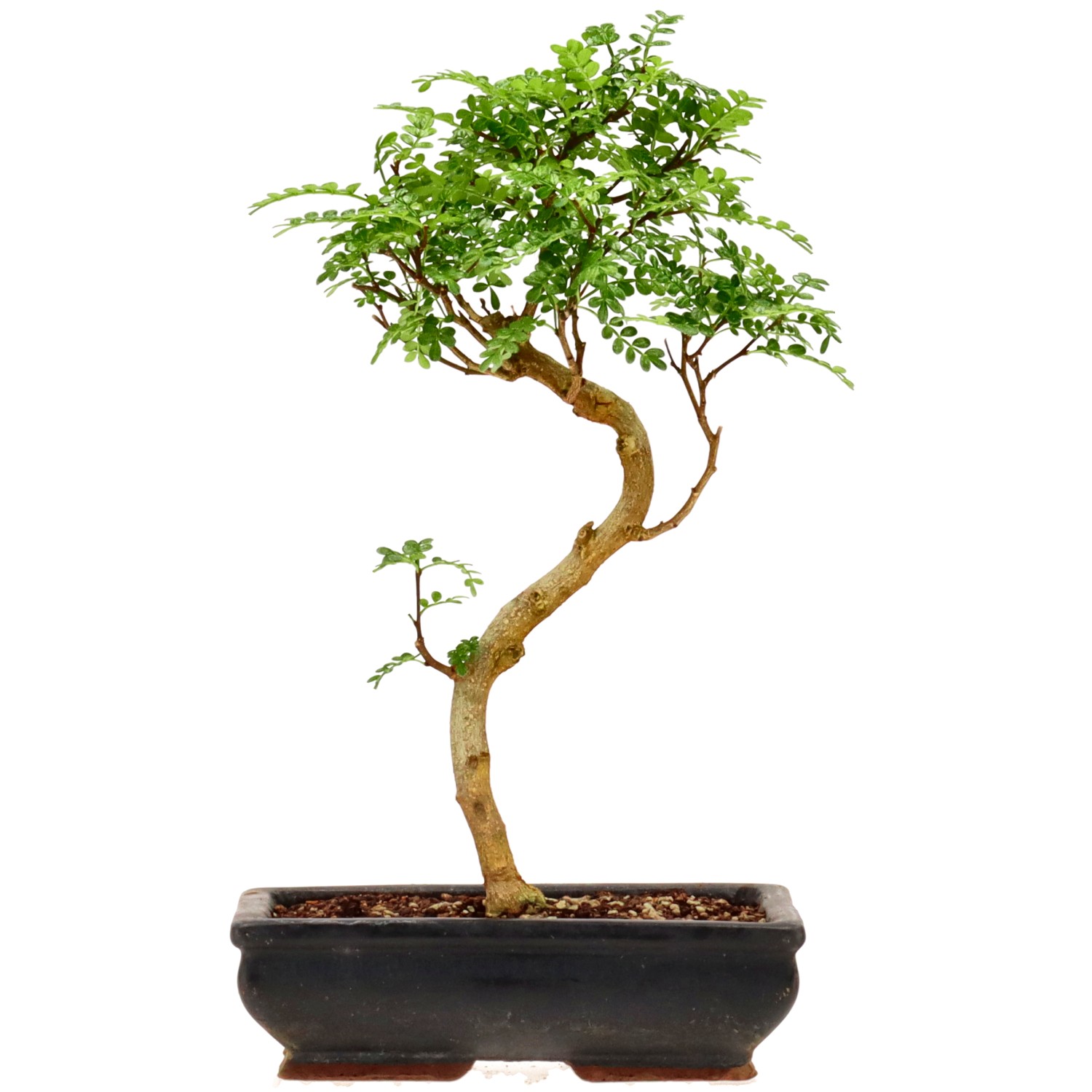 Japanse peperboom, ca. 10 j. (34 cm)