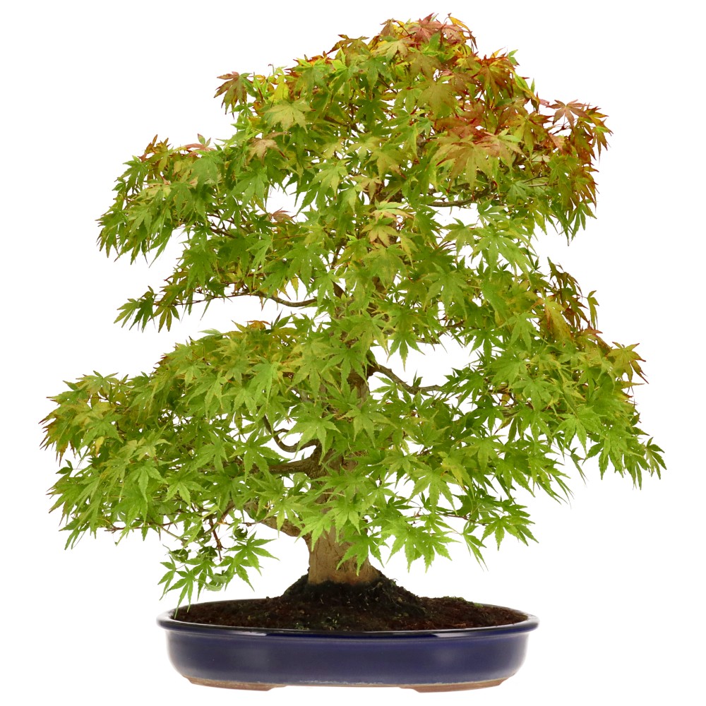 Jap. Fächerahorn, ca. 28 J. (52 cm) Jap. Fächerahorn, ca. 28 J. (52 cm)