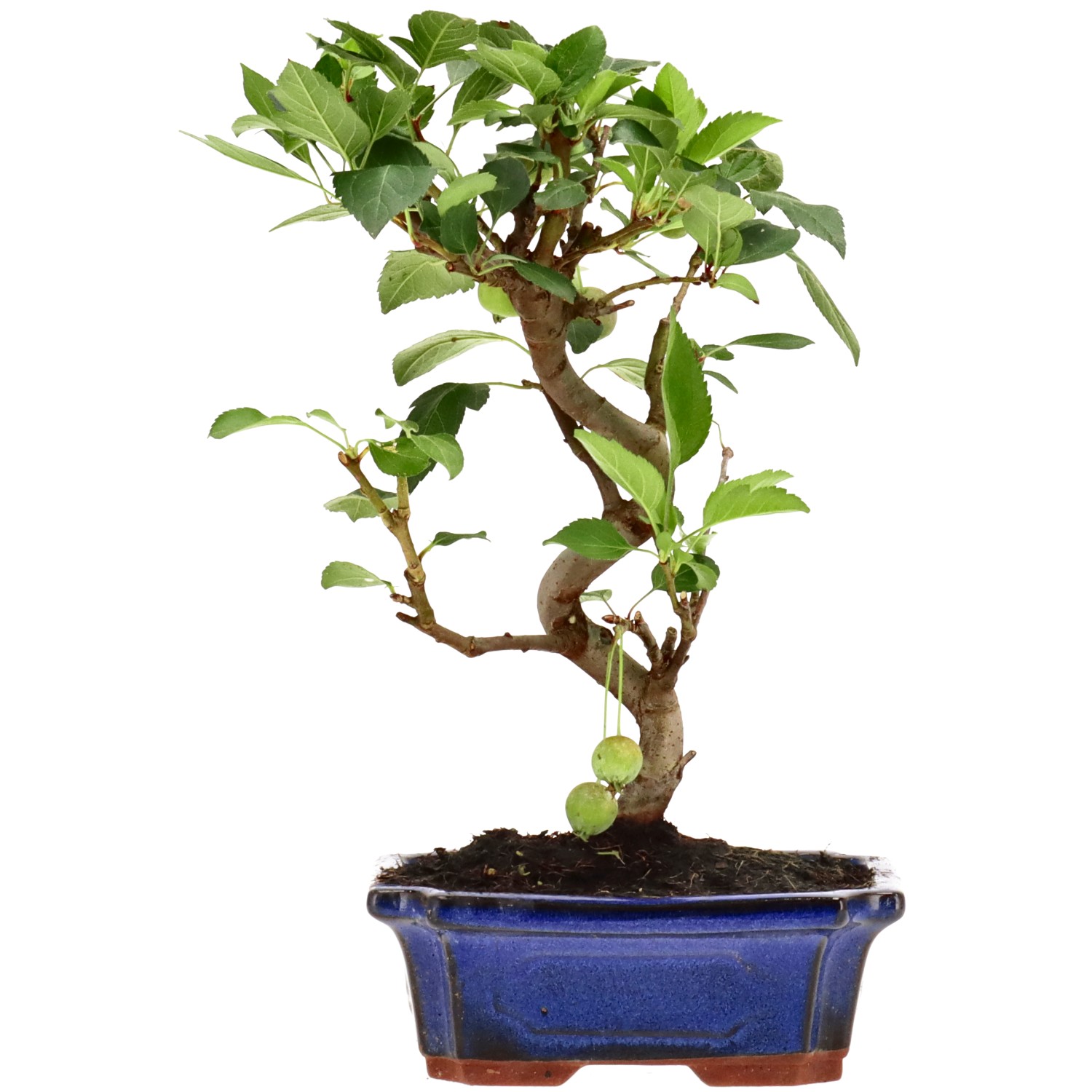 Manzano silvestre, aprox. 10 años (29 cm)