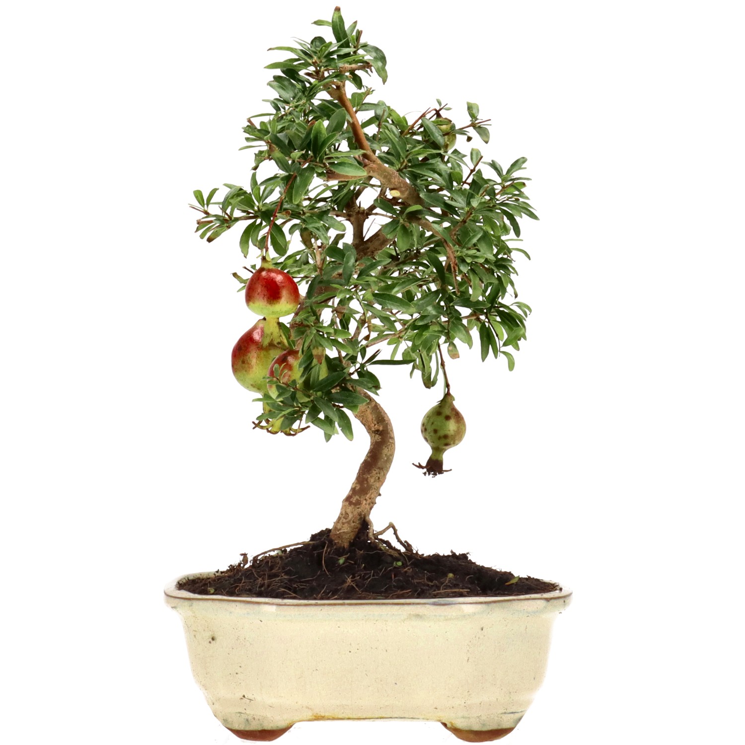 Grenadier commun, env. 8 ans (25 cm)