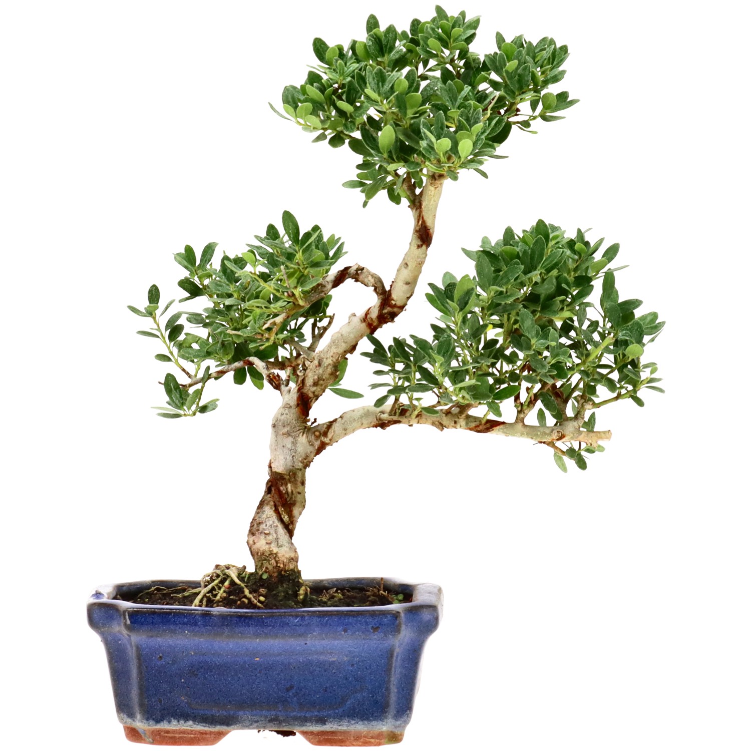 Japanese Holly, approx. 7 y. (24 cm)