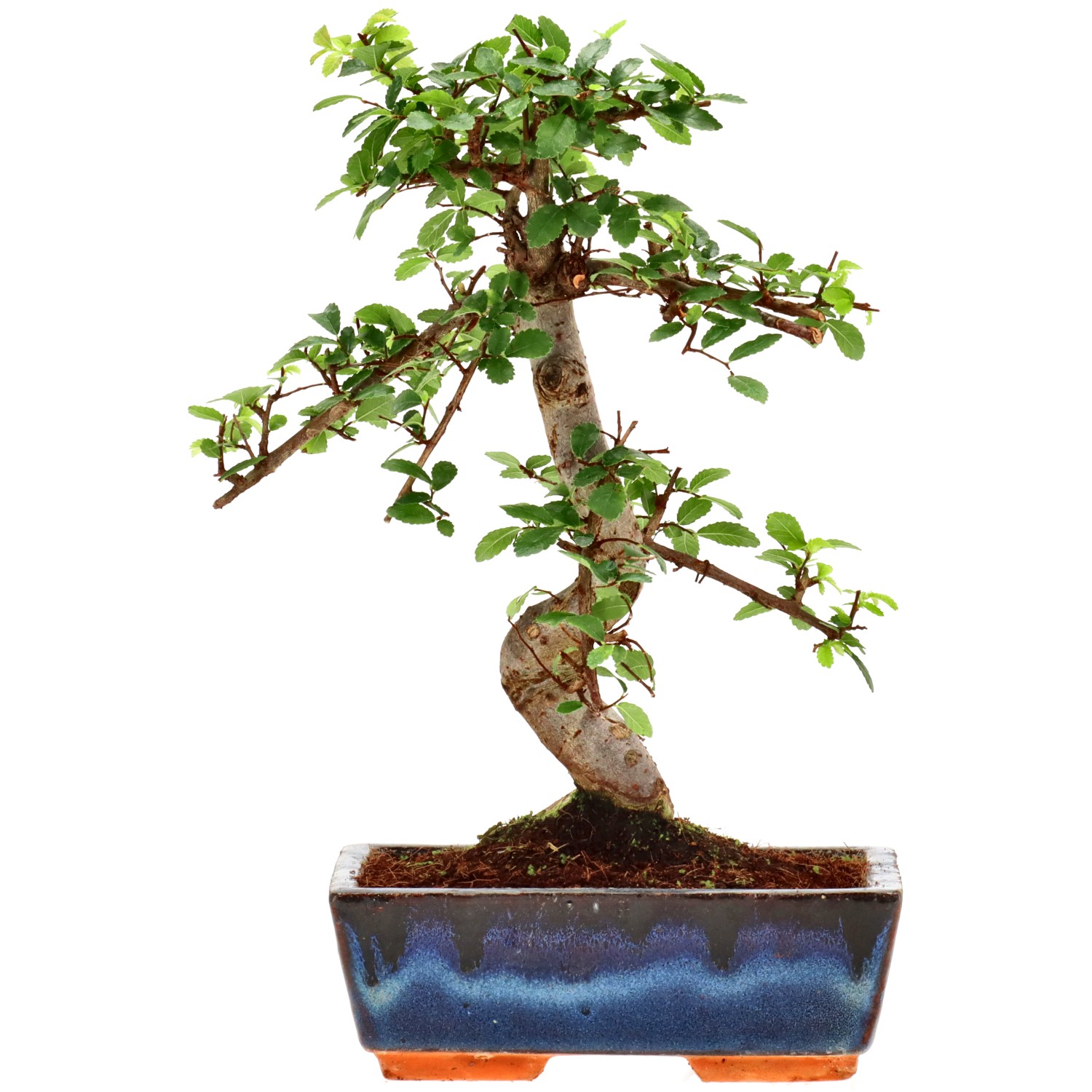 Olmo cinese, ca. 9 anni (27 cm)