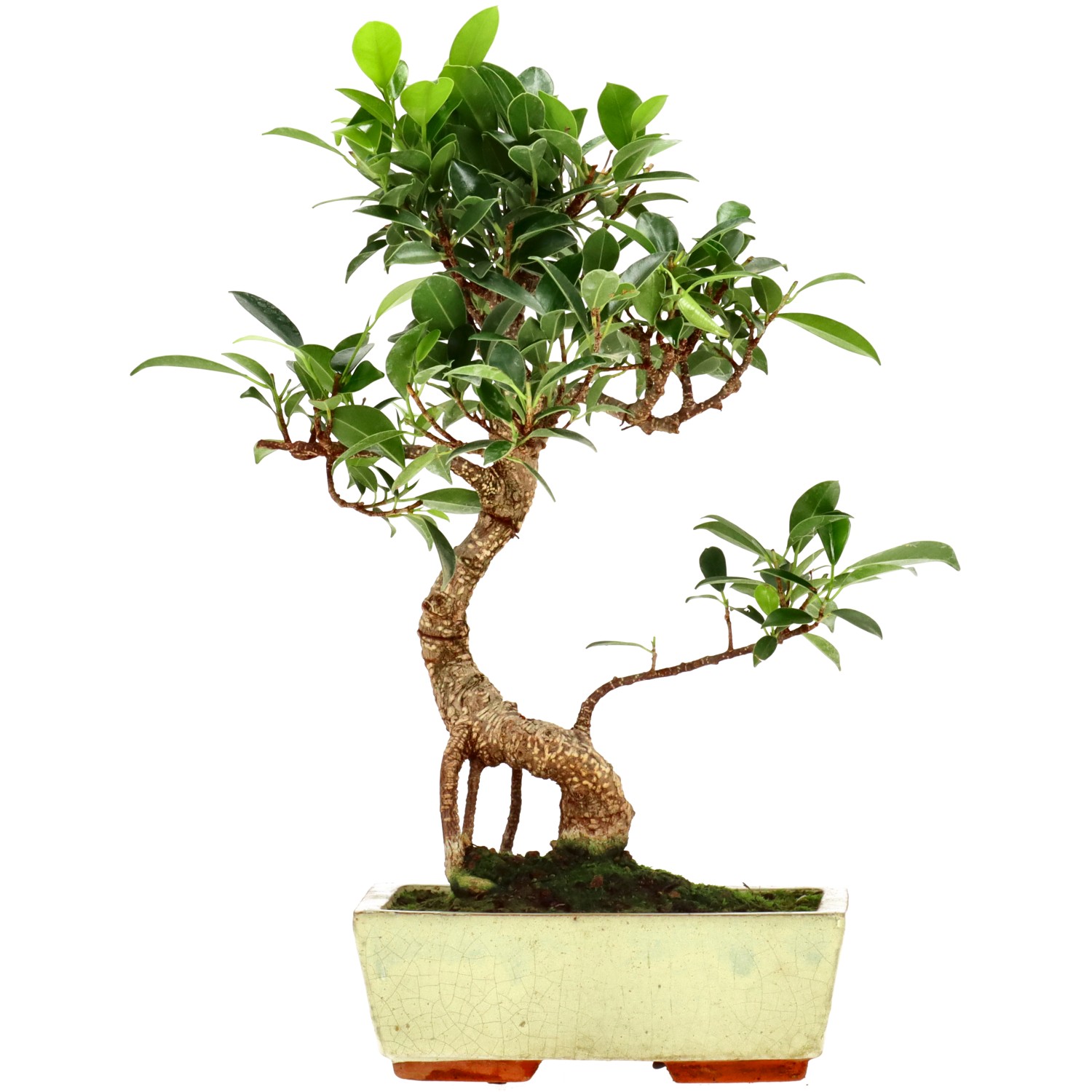 Chin. Feigenbaum (Retusa), ca. 9 J. (30 cm)