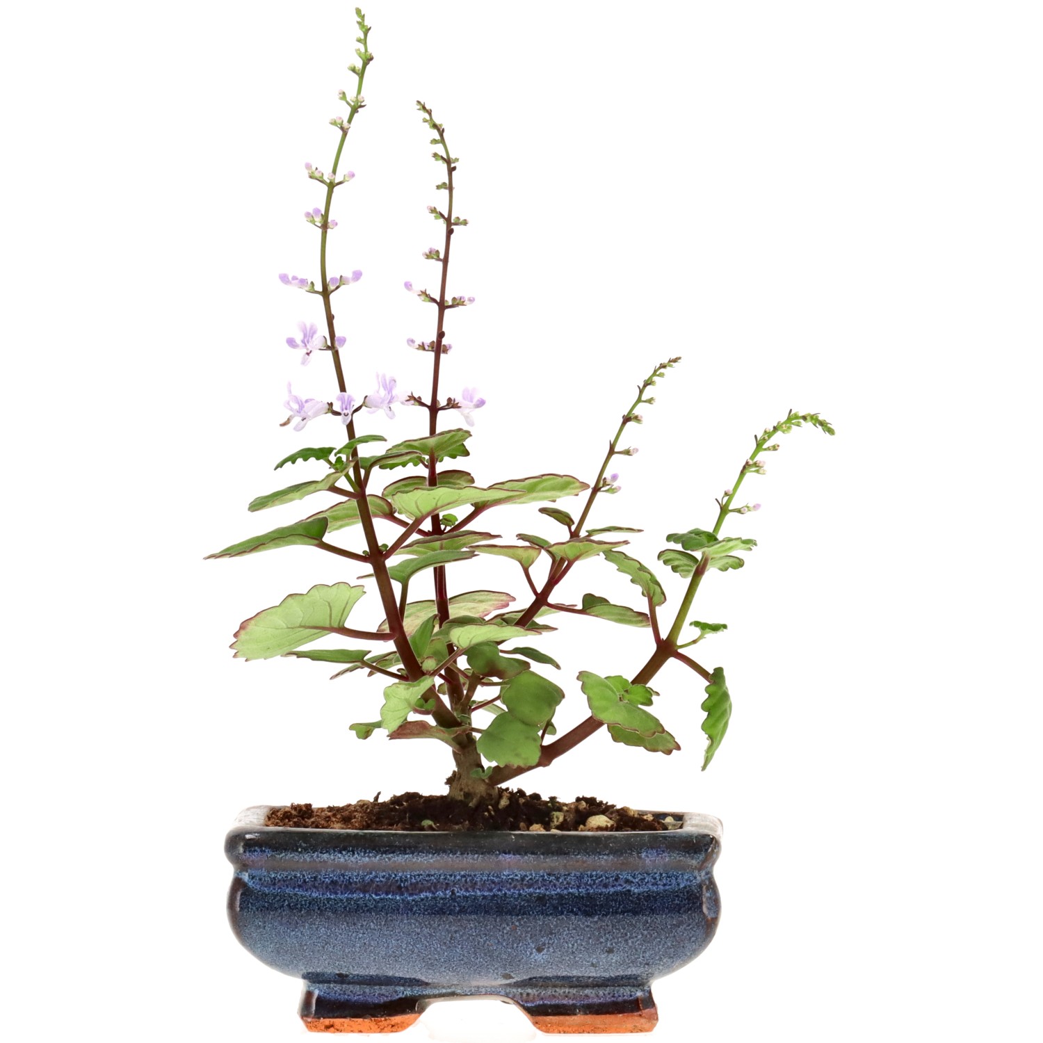 Plectranthus, env. 1 ans (13 cm)