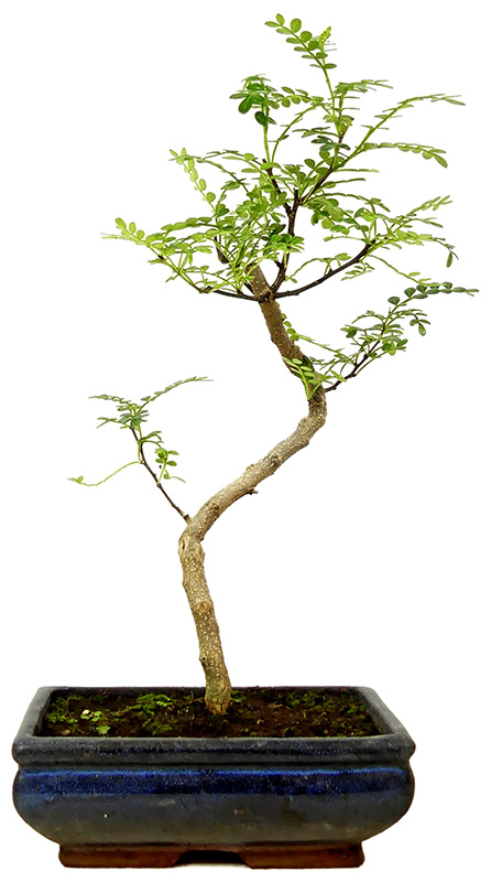 Pfefferbaum, ca. 9 J. (34 cm) Slider Bild