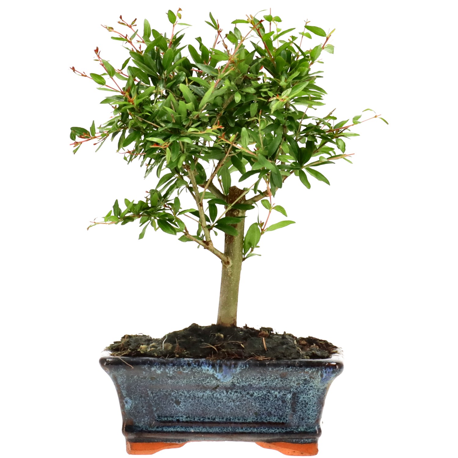Melograno, ca. 6 anni (23 cm)