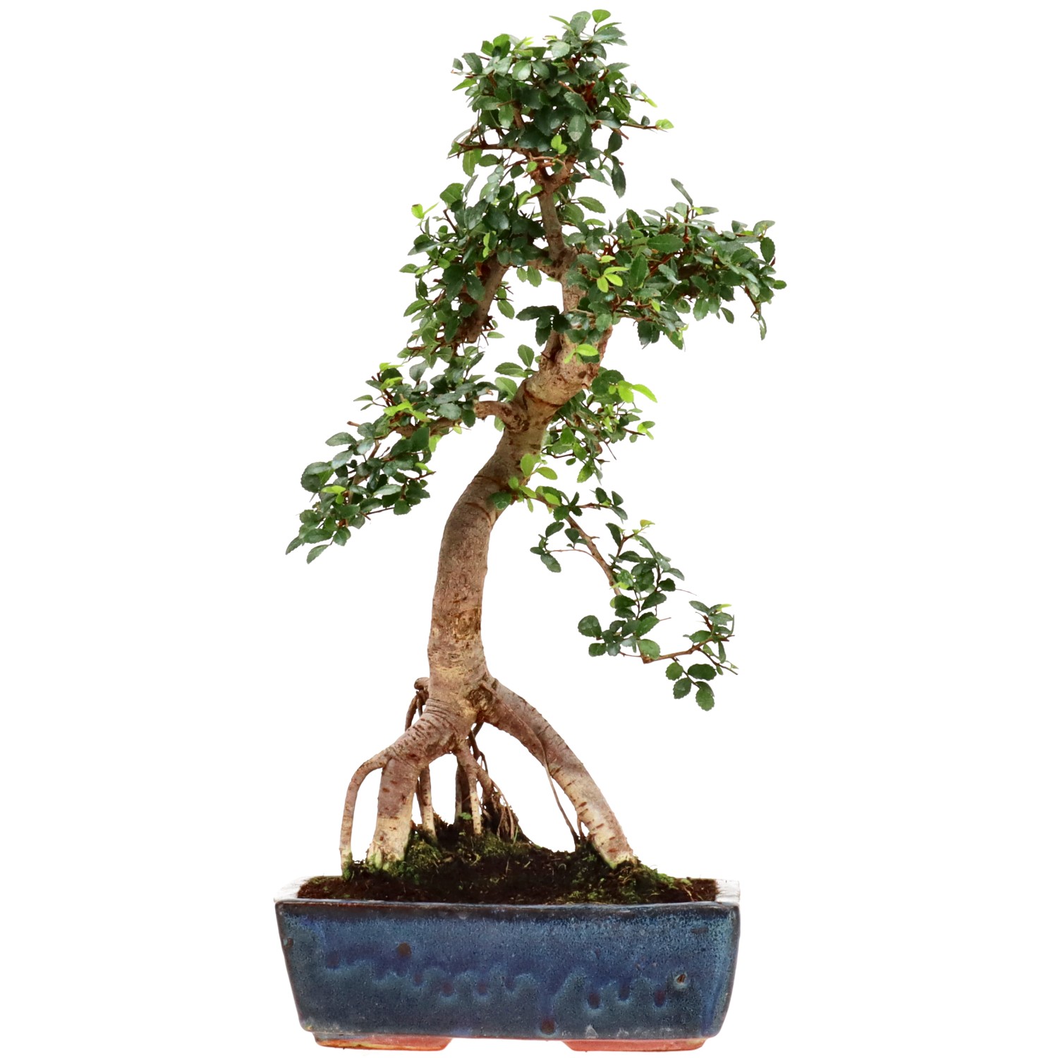 Olmo cinese, ca. 12 anni (44 cm)