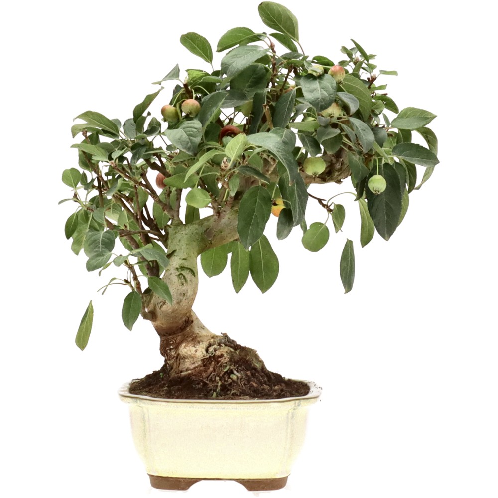 Zierapfel, ca. 17 J. (33 cm)