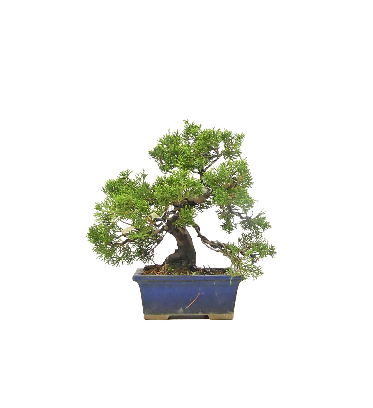 bonsai.fallbackImageTitle bonsai.fallbackImageTitle
