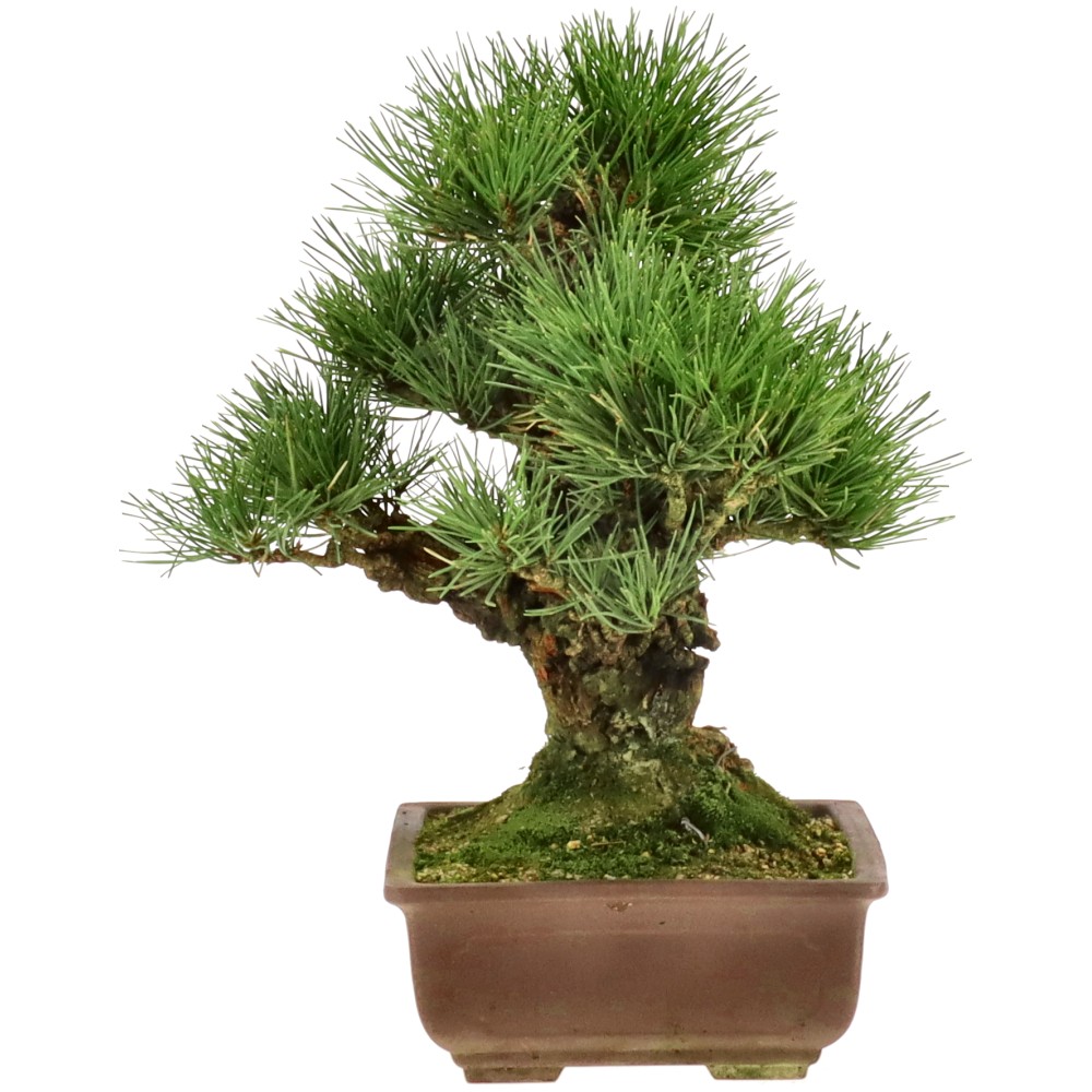 bonsai.fallbackImageTitle bonsai.fallbackImageTitle