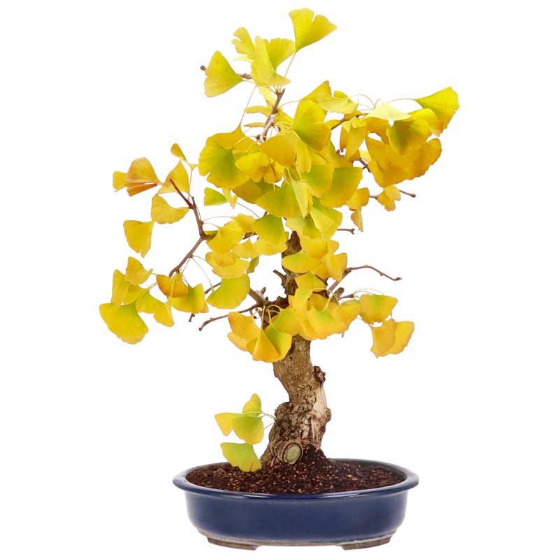 Ginkgo biloba, ca. 20 anni (56 cm)
