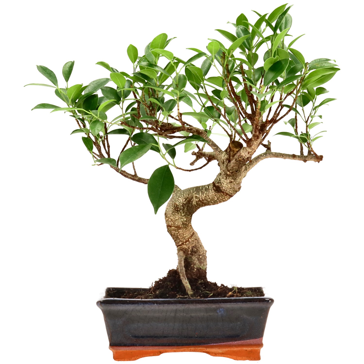Chin. Feigenbaum (Retusa), ca. 9 J. (29 cm)