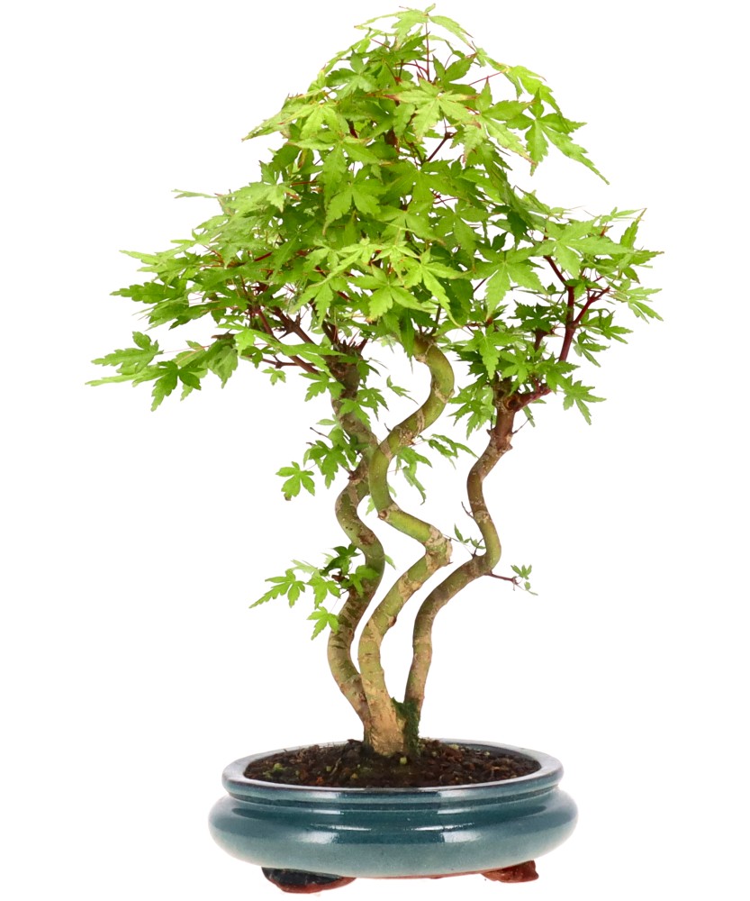 bonsai.fallbackImageTitle bonsai.fallbackImageTitle