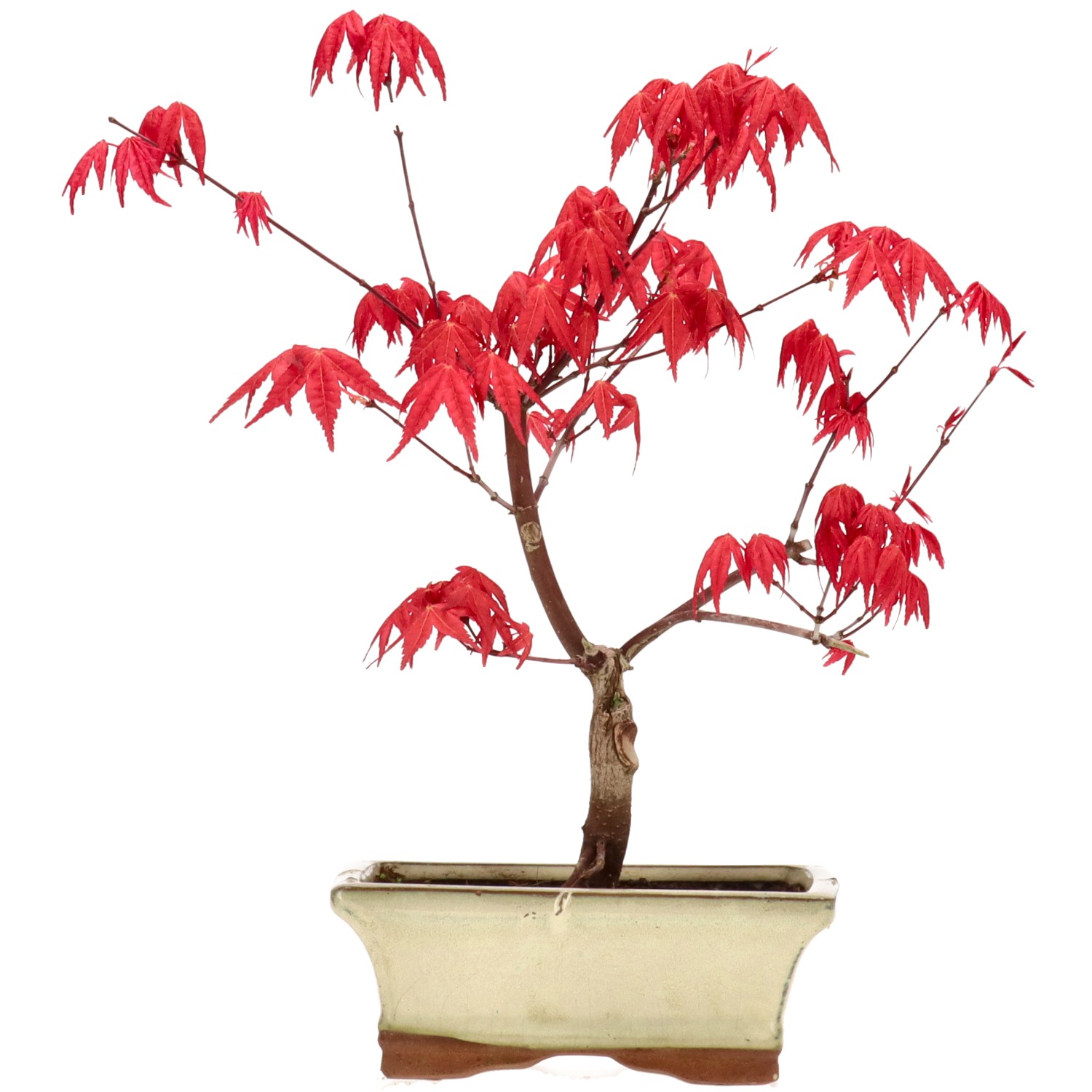 Acero palmato (Deshojo), innestato, ca. 7 anni (26 cm)