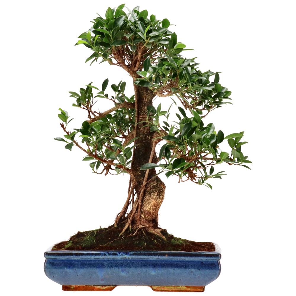 Chin. Feigenbaum (Retusa), ca. 20 J. (56 cm)