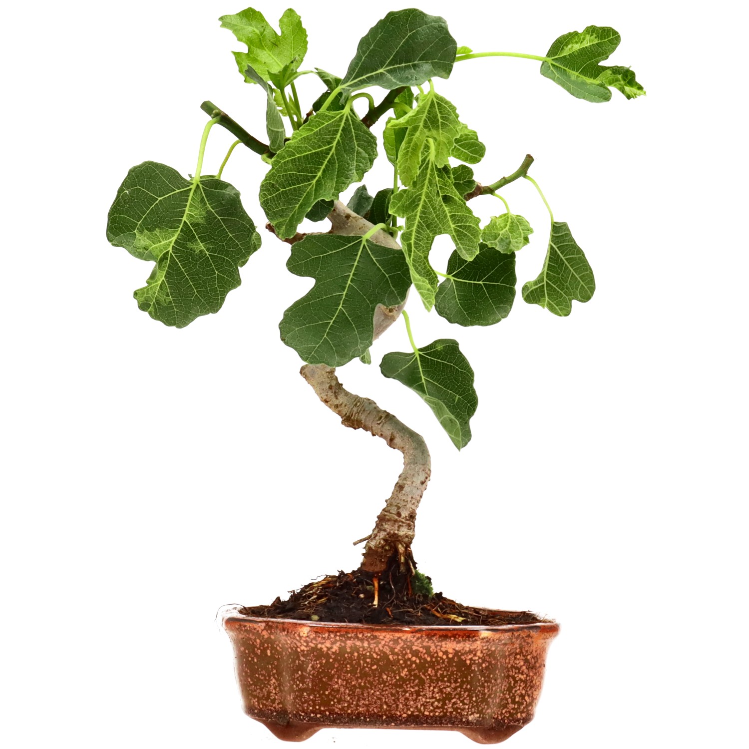 Ficus carica, env. 7 ans (29 cm)