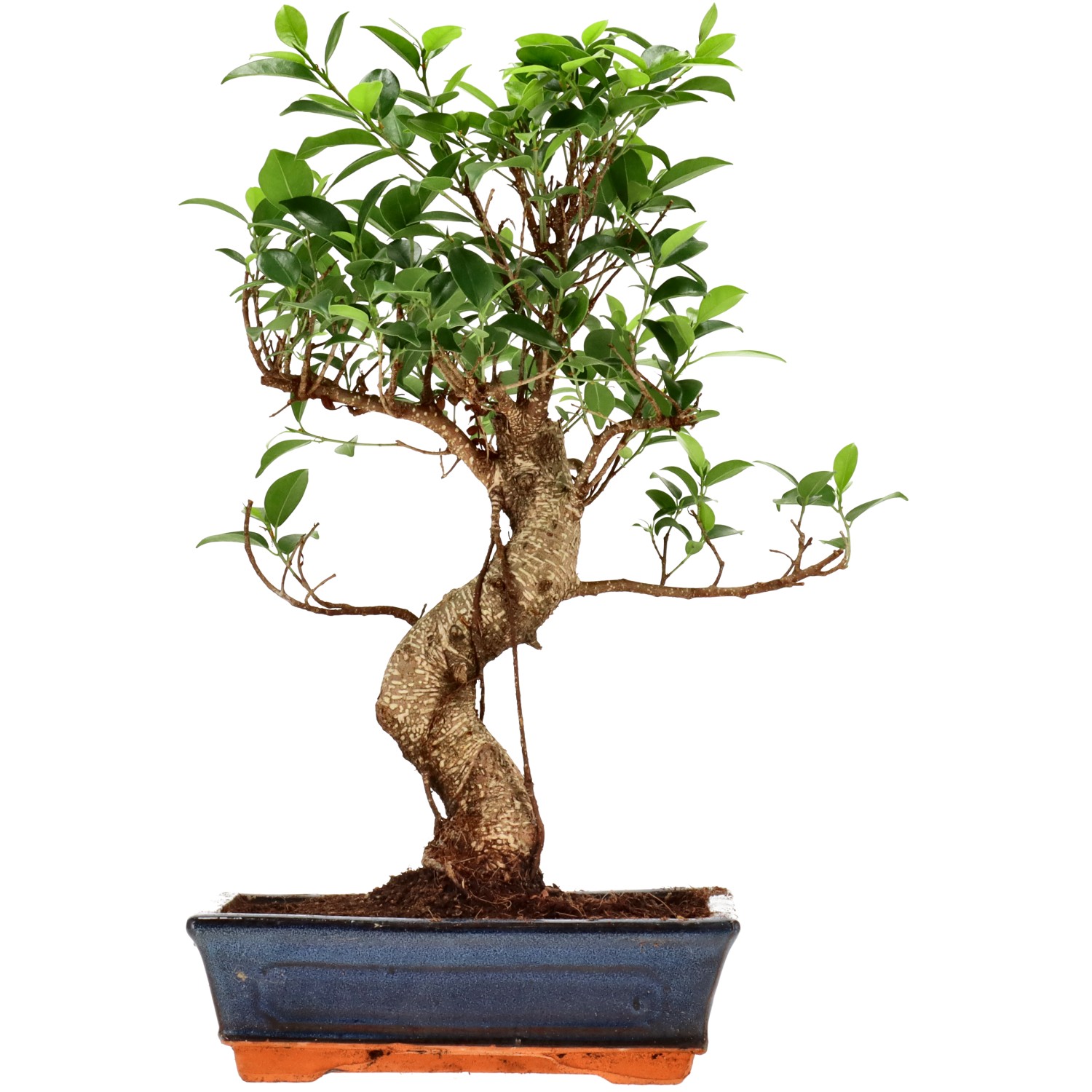 Ficus Retusa, env. 12 ans (41 cm)