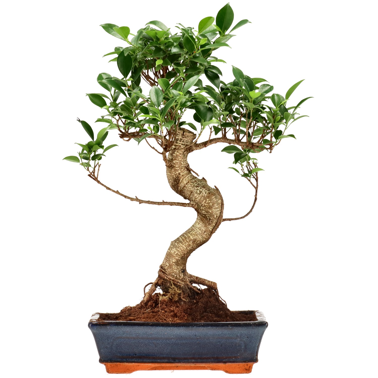 Ficus Retusa, env. 12 ans (41 cm)
