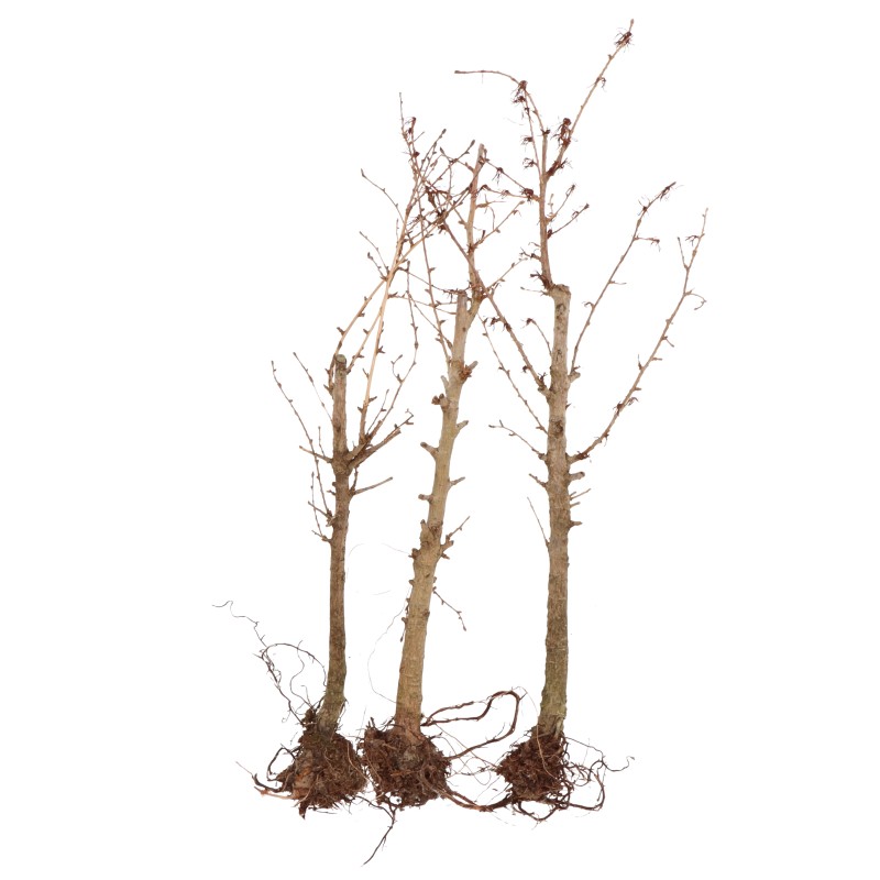 Bois mort