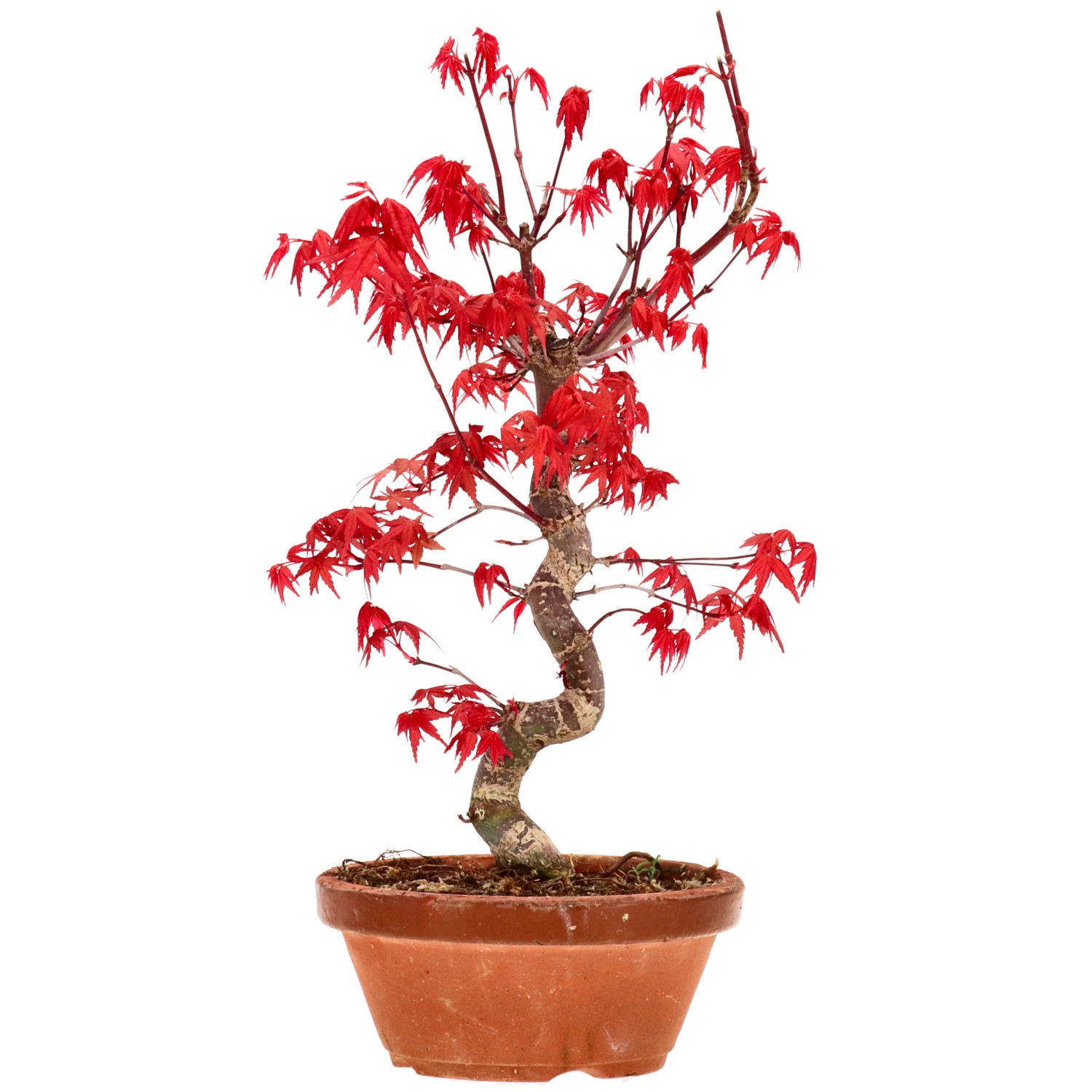 Érable du Japon (Deshojo), greffé, env. 10 ans (28 cm)