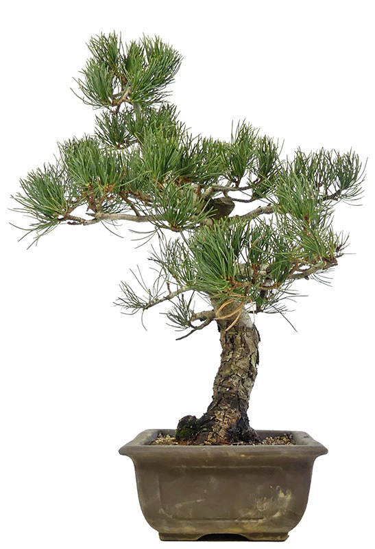 bonsai.fallbackImageTitle bonsai.fallbackImageTitle