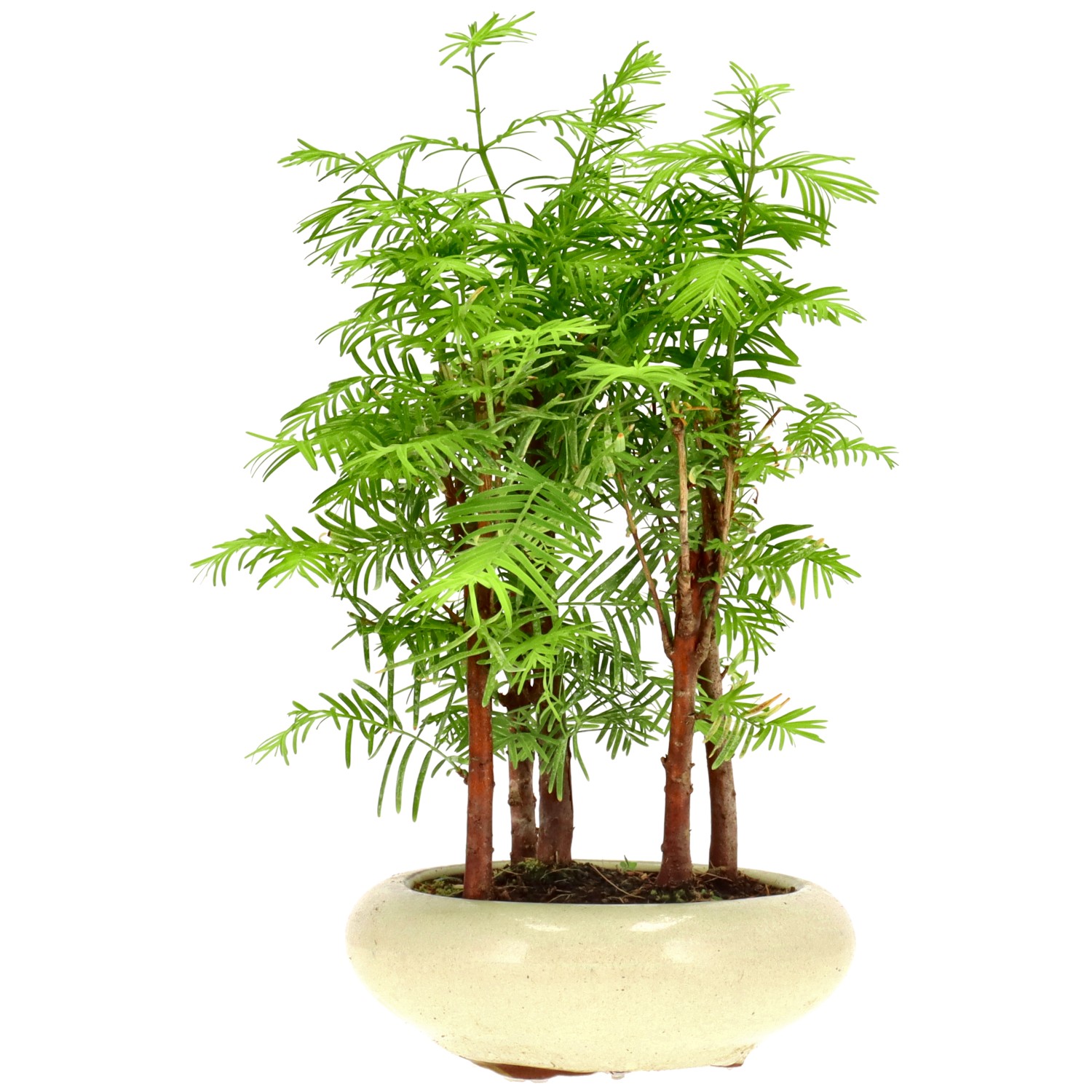 Metasequoia glyptostroboides, env. 6 ans (23 cm)