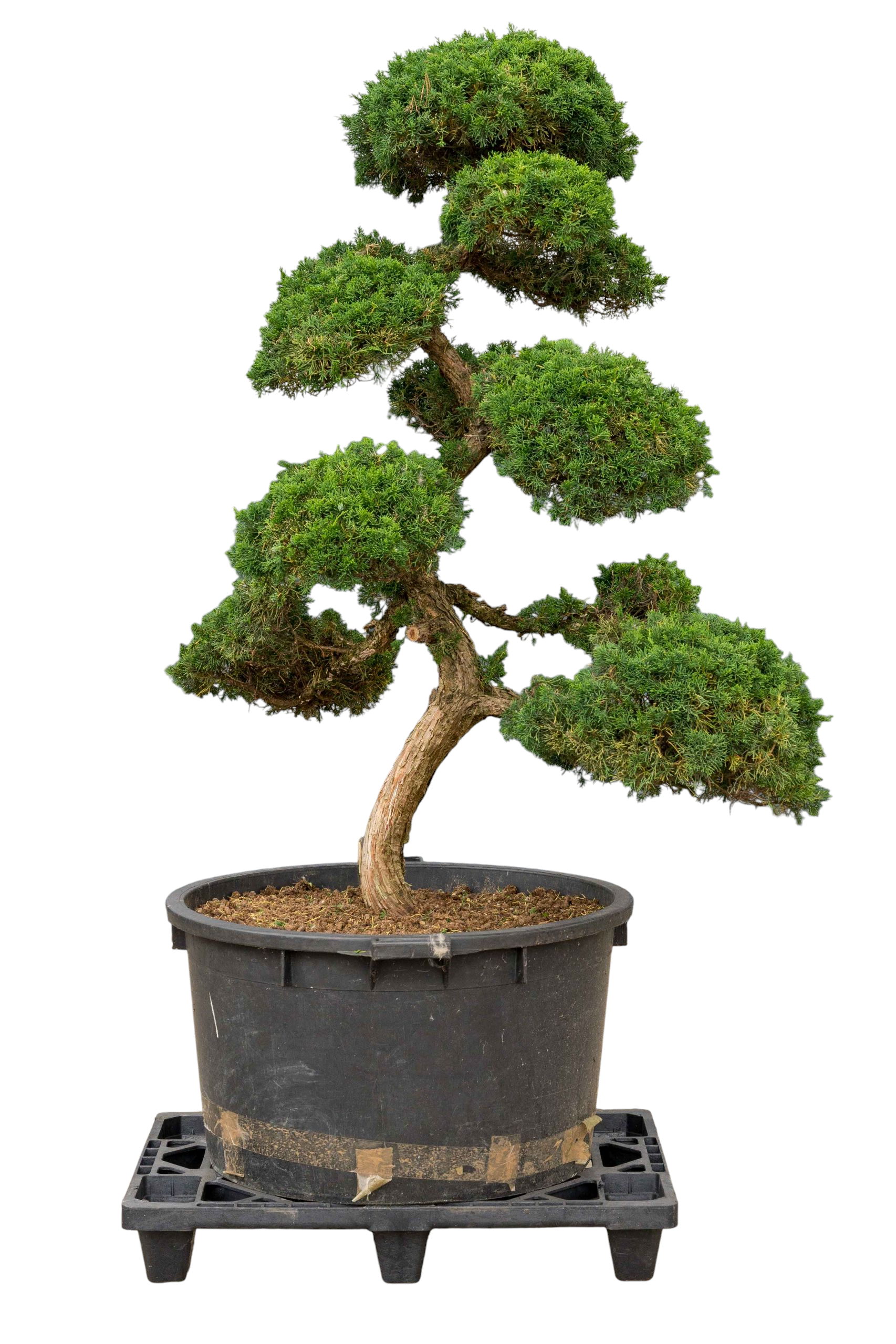 bonsai.fallbackImageTitle