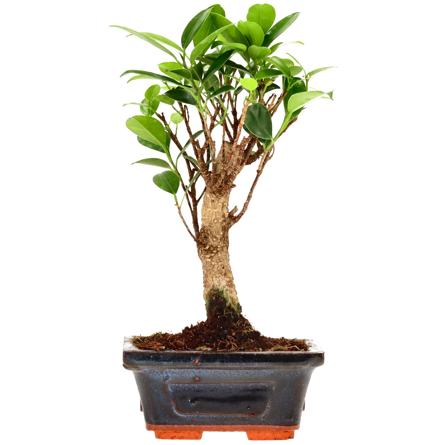 Ficus Retusa, aprox. 5 años (20 cm)