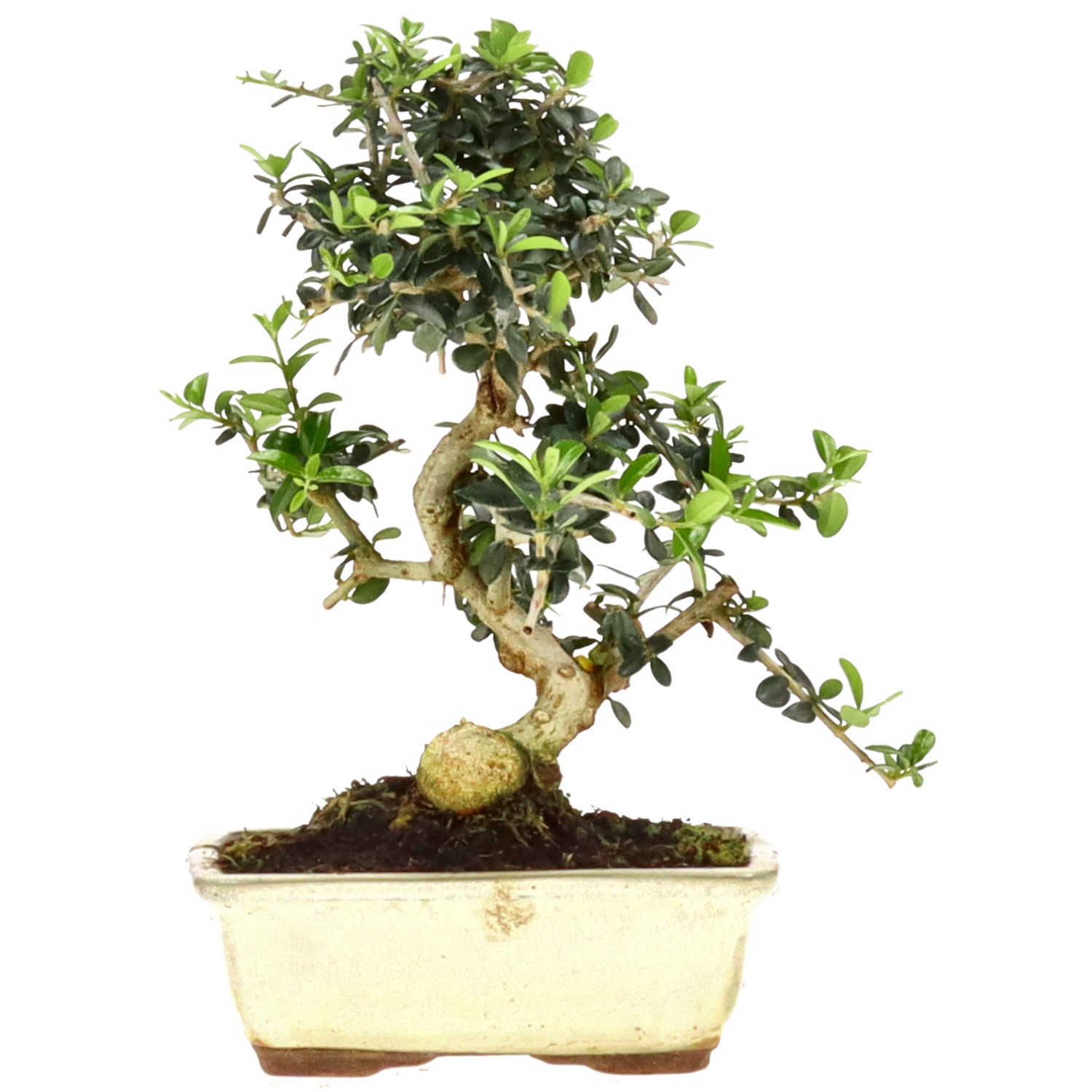 Wildolive, ca. 7 J. (22 cm)