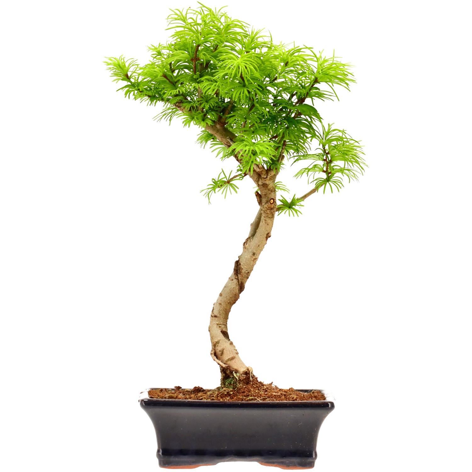 Mélèze doré de Chine, env. 10 ans (36 cm)