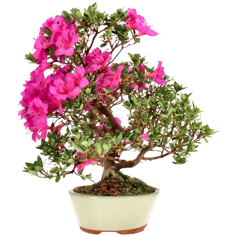 Azalée japonaise, env. 14 ans (39 cm)