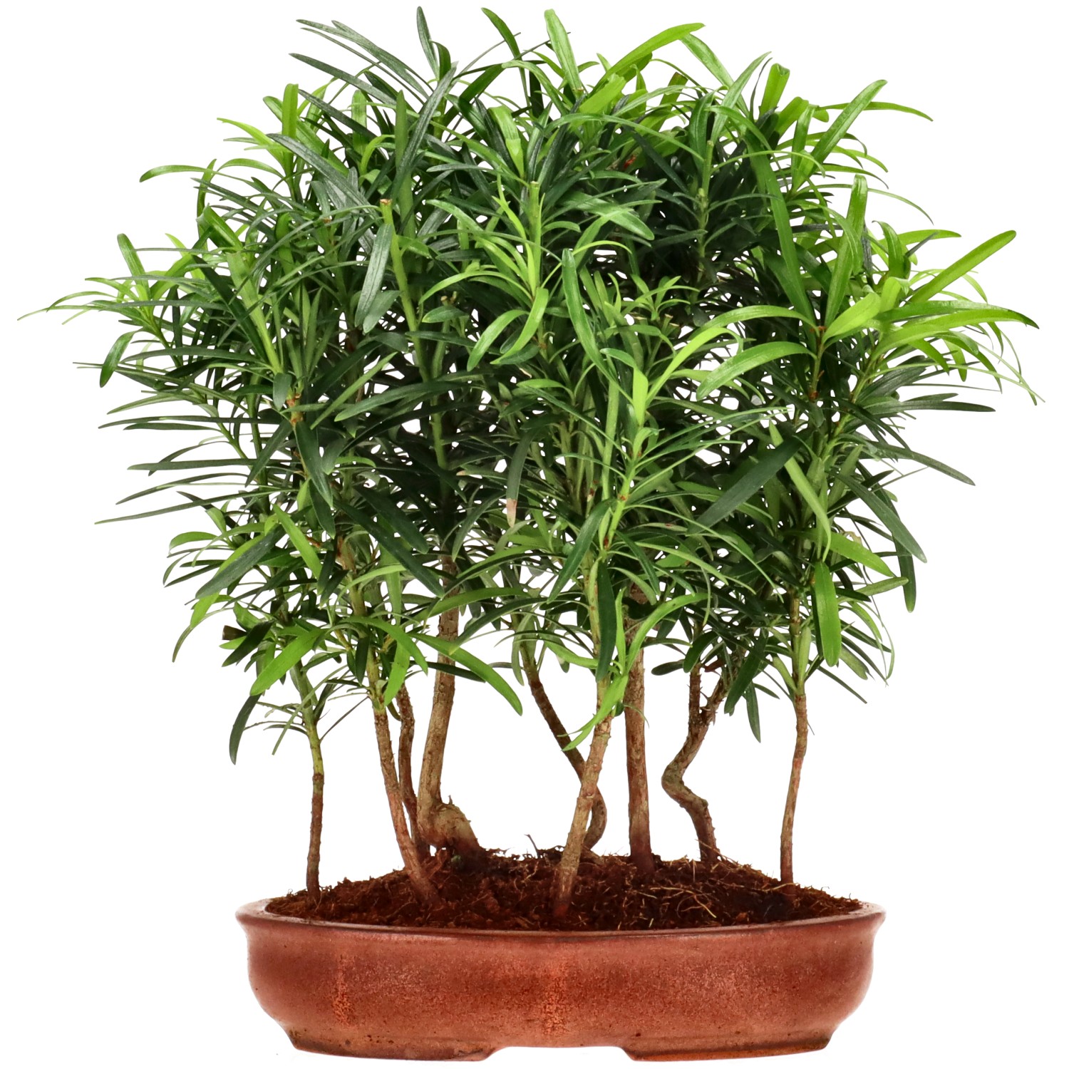 Chin. Steineibe, ca. 3 J. (28 cm)