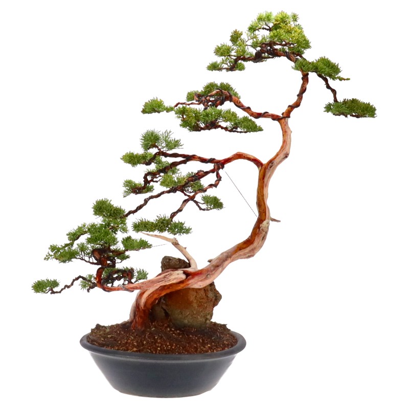 bonsai.fallbackImageTitle bonsai.fallbackImageTitle
