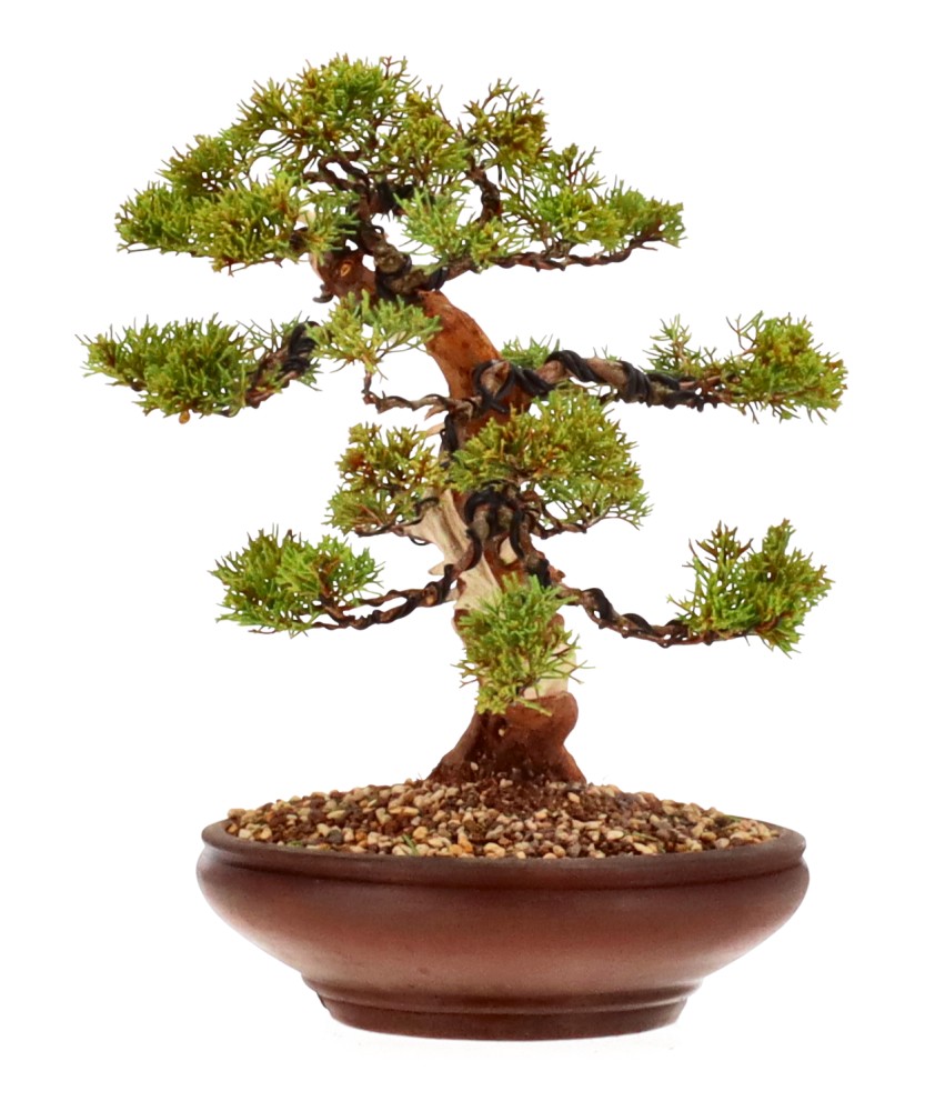 bonsai.fallbackImageTitle bonsai.fallbackImageTitle