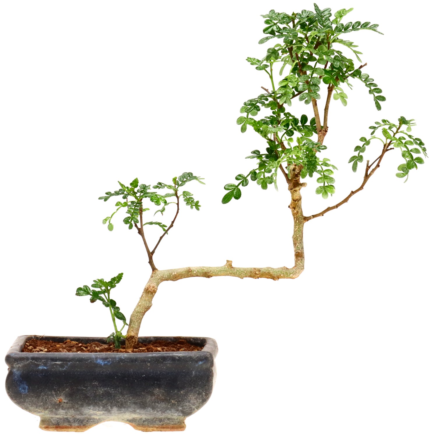 Pimienta de Sichuán, aprox. 7 años (23 cm)