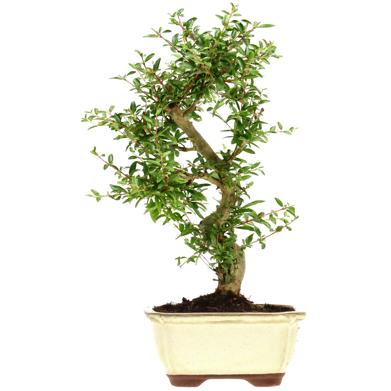 Grenadier commun, env. 9 ans (30 cm)