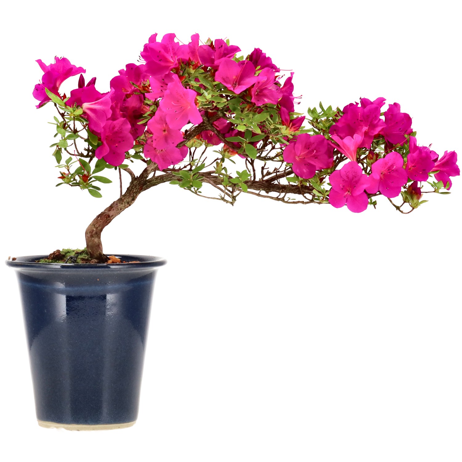 Azalea japónica, aprox. 8 años (20 cm)