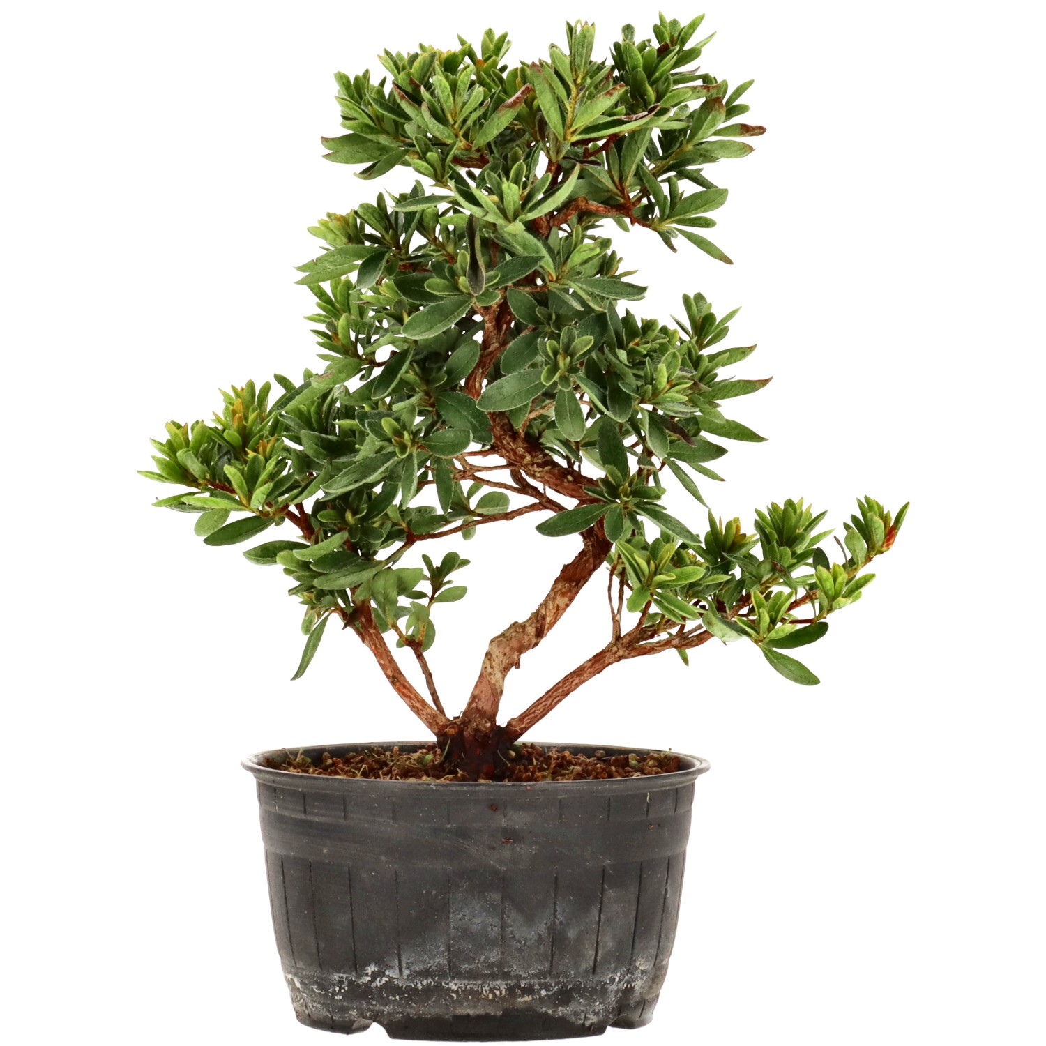 Azalea japónica, aprox. 12 años (21 cm)