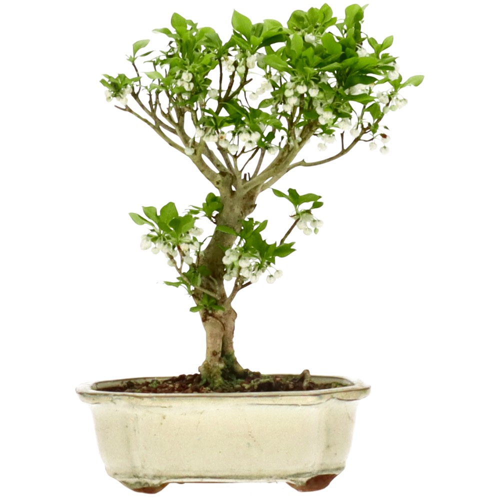 bonsai.fallbackImageTitle bonsai.fallbackImageTitle