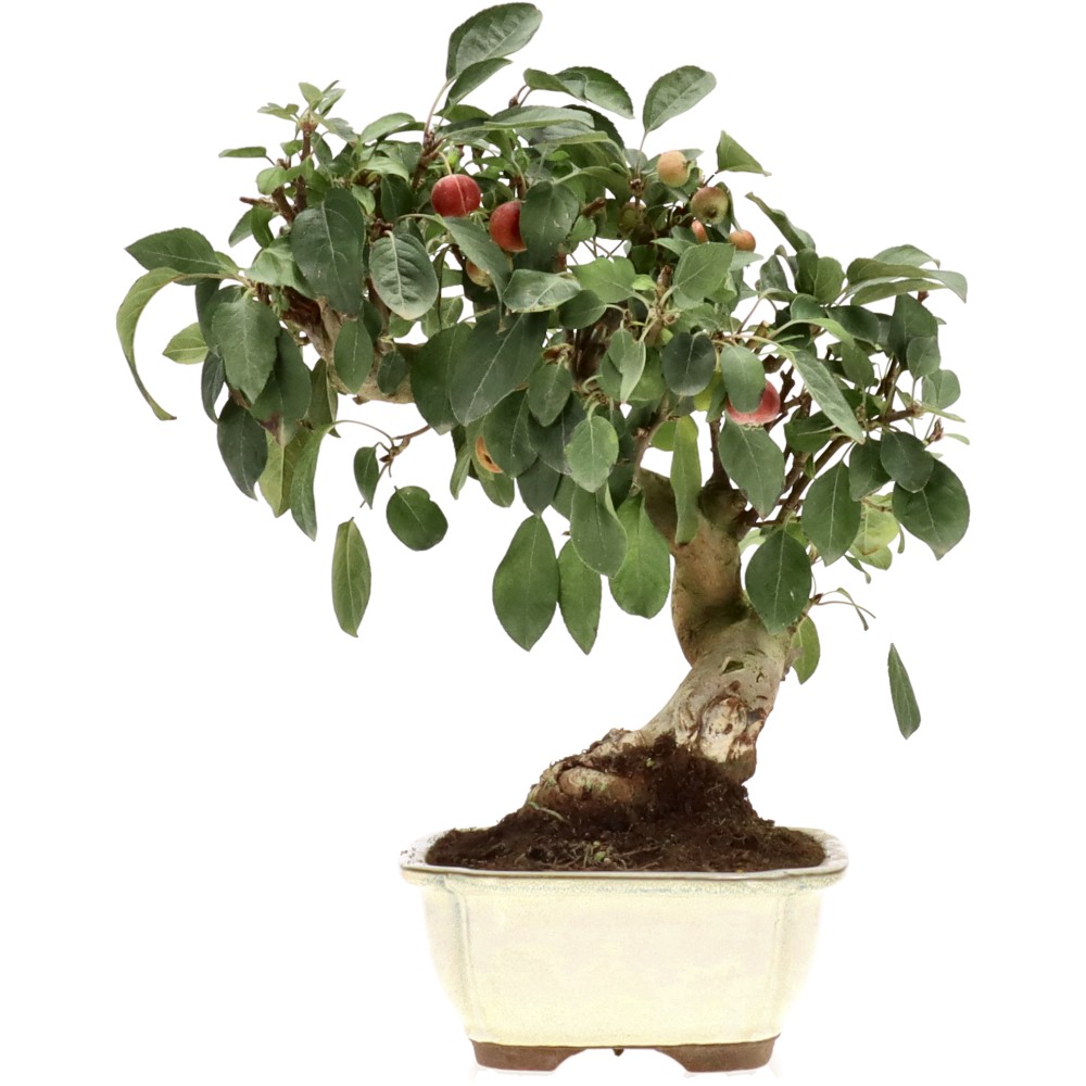 Zierapfel, ca. 17 J. (33 cm)