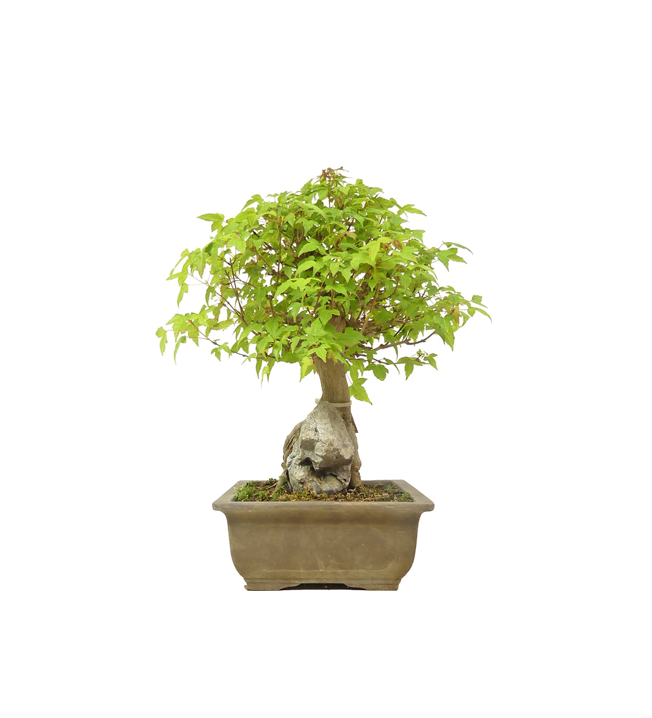 bonsai.fallbackImageTitle bonsai.fallbackImageTitle