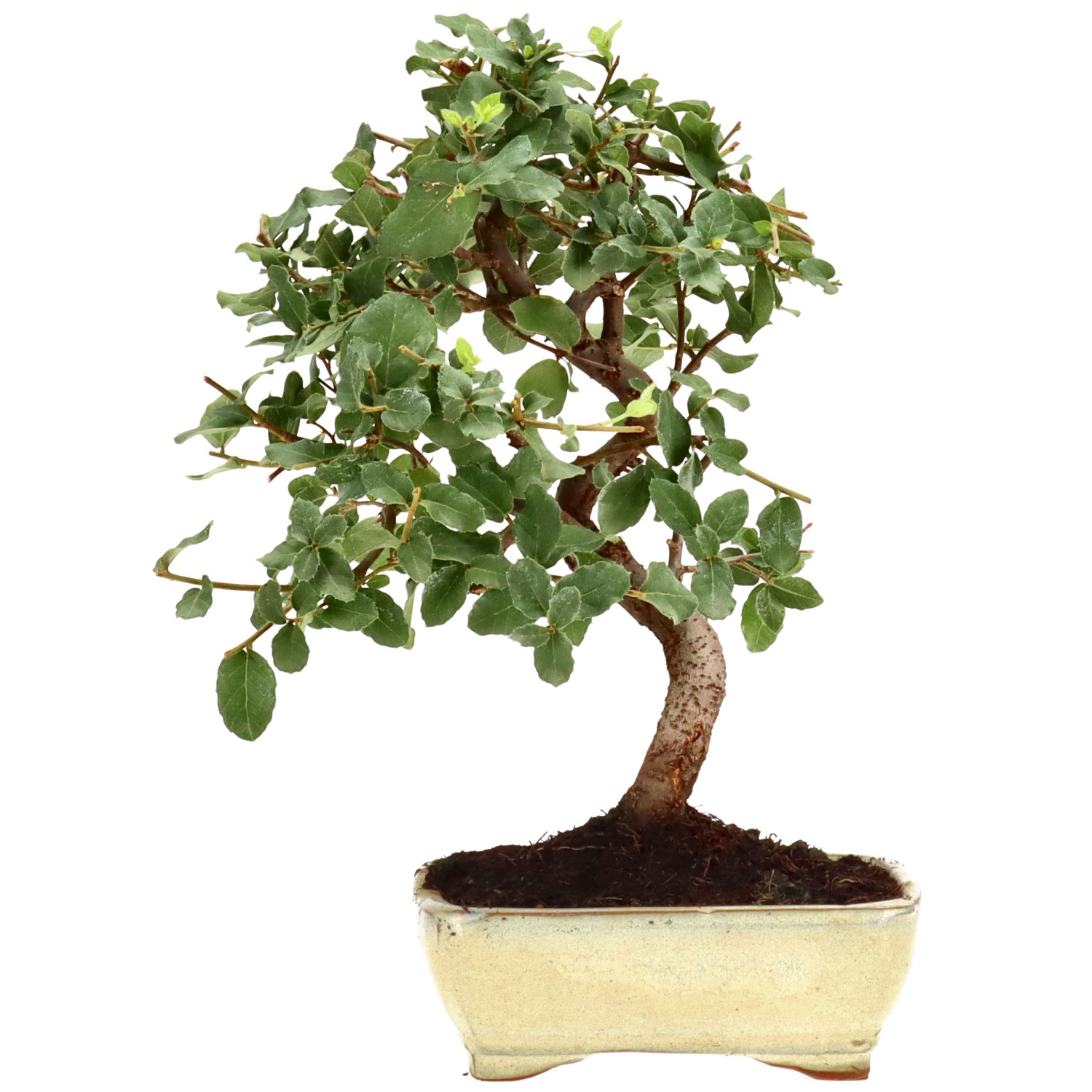 Alcornoque, aprox. 7 años (27 cm)