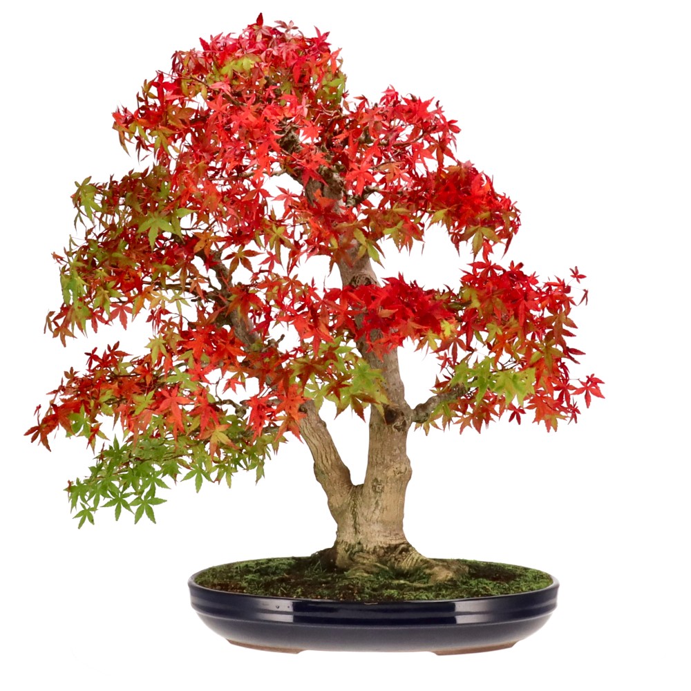 bonsai.fallbackImageTitle bonsai.fallbackImageTitle