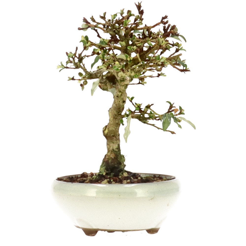 bonsai.fallbackImageTitle bonsai.fallbackImageTitle