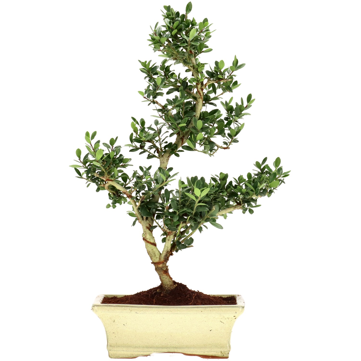 Jap. Stechpalme, ca. 9 J. (36 cm)