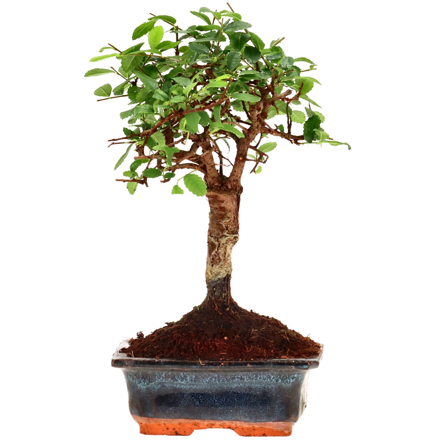 Chin. Ulme, ca. 6 J. (20 cm)