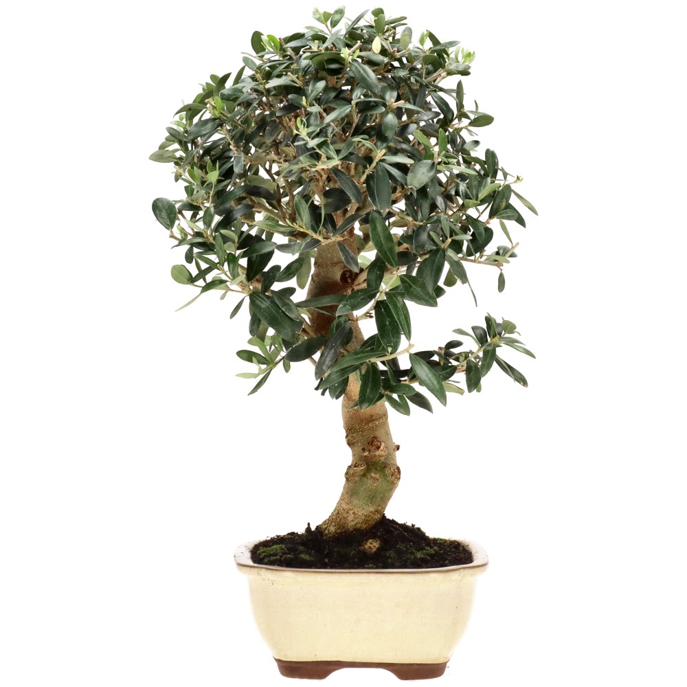 bonsai.fallbackImageTitle bonsai.fallbackImageTitle