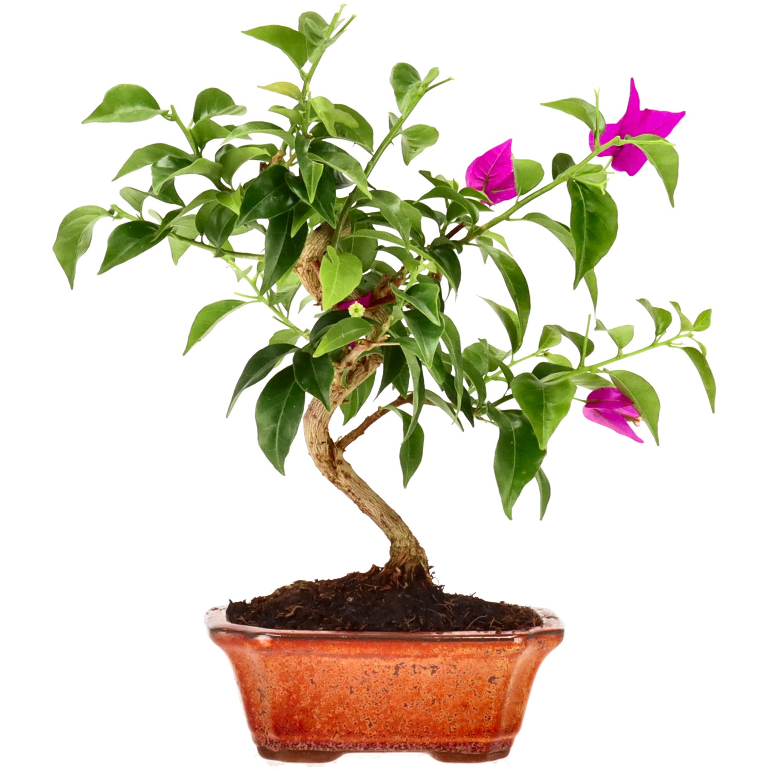 Bougainvillier, env. 8 ans (26 cm)